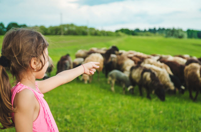 Raising Sheep with Kids